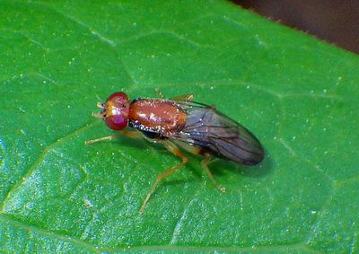 Chyliza apicalis; Rust Fly species 