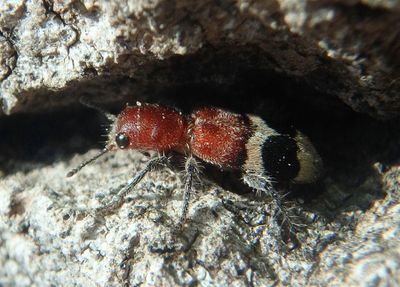 Enoclerus nigripes; Checkered Beetle species