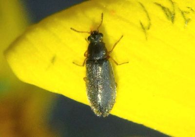 Eschatocrepis constrictus; Soft-winged Flower Beetle species