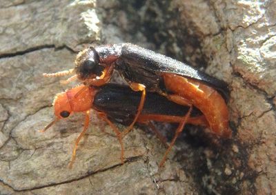 Hylecoetus lugubris; Sapwood Timberworm pair