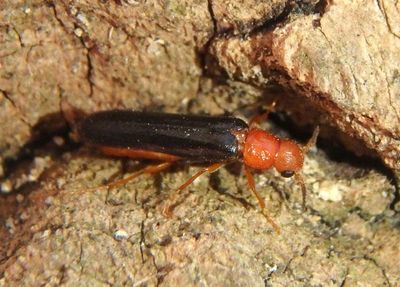 Hylecoetus lugubris; Sapwood Timberworm; female