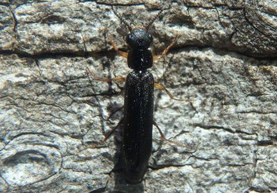 Hylecoetus lugubris; Sapwood Timberworm; male