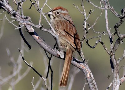 Rufous-crowned Sparrow