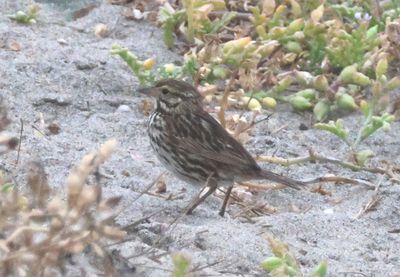 Savannah Sparrow