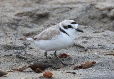 Western Snowy Plover; breeding