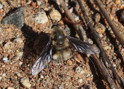 Triploechus novus; Bee Fly species