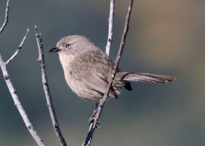 Wrentit 