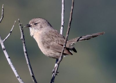Wrentit 