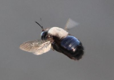 Xylocopa tabaniformis orpifex; Horse-fly Carpenter Bee 