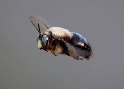 Xylocopa tabaniformis orpifex; Horse-fly Carpenter Bee