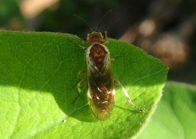 Zaschizonyx montana; Common Sawfly species