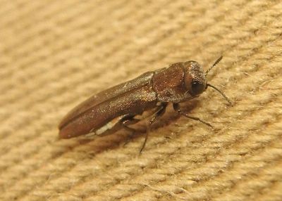 Agrilus illectus; Metallic Wood-boring Beetle species
