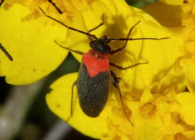 Aoplonema Plant Bug species