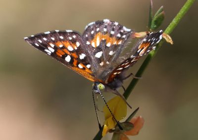 Apodemia virgulti; Behr's Metalmark