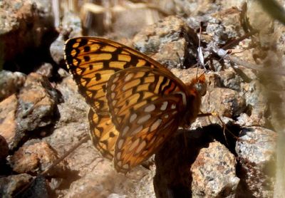 Argynnis callippe; Callippe Fritillary