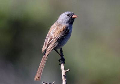 Black-chinned Sparrow; breeding male