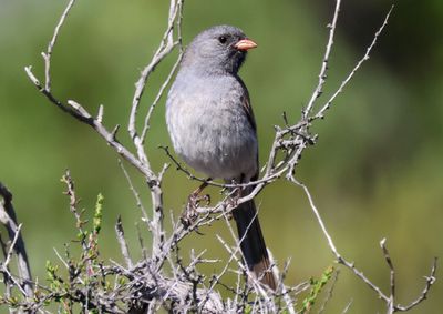 Black-chinned Sparrow; breeding male