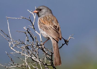 Black-chinned Sparrow; breeding male