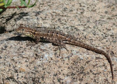 Common Side-blotched Lizard