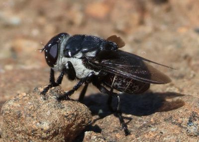 Cuterebra latifrons; Bot Fly species