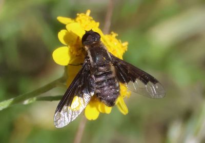 Hemipenthes morioides; Bee Fly species