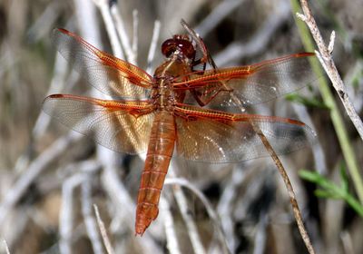 Libellula saturata; Flame Skimmer; female