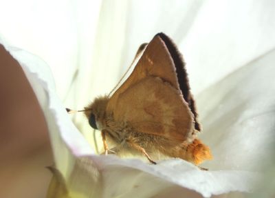 Ochlodes agricola; Rural Skipper