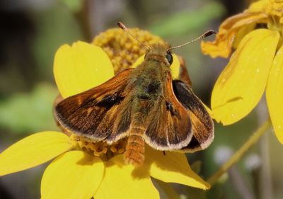 Ochlodes agricola; Rural Skipper