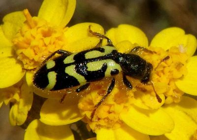Trichodes ornatus; Ornate Checkered Beetle