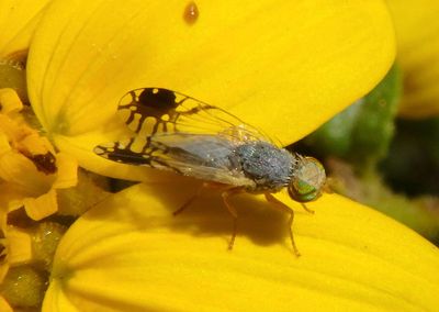 Trupanea Fruit Fly species