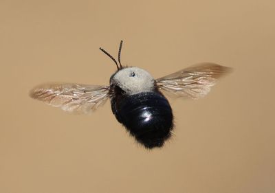 Xylocopa tabaniformis orpifex; Horse-fly Carpenter Bee