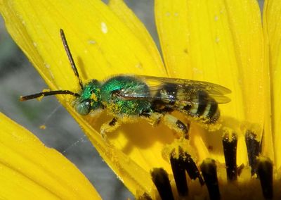 Agapostemon Striped Sweat Bee species; male