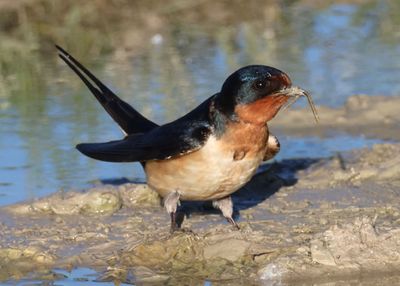 Barn Swallow