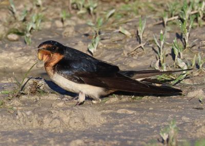 Barn Swallow 