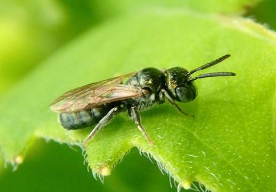 Zadontomerus Small Carpenter Bee species; male