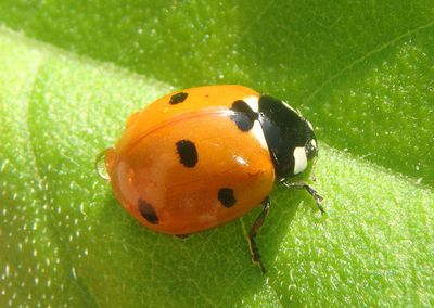 Coccinella septempunctata; Seven-spotted Lady Beetle; exotic
