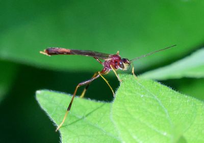 Gravenhorstiini Ichneumon Wasp species