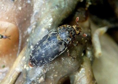 Dermestes caninus; Carpet Beetle species
