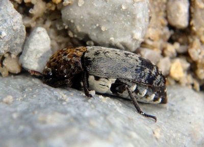 Dermestes caninus; Carpet Beetle species