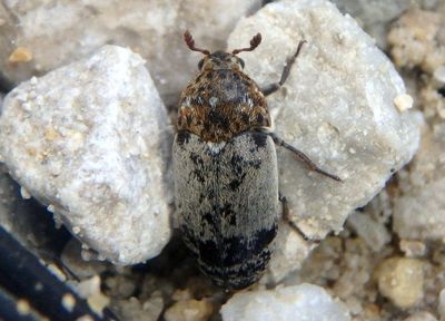 Dermestes caninus; Carpet Beetle species