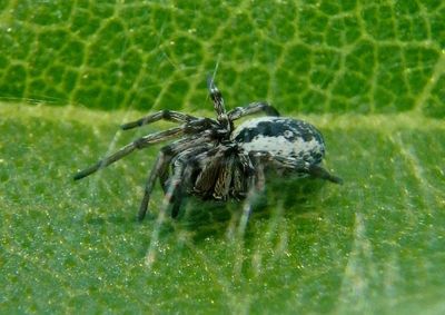 Dictynidae Mesh Weaver species