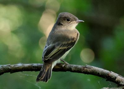 Eastern Phoebe fledgling