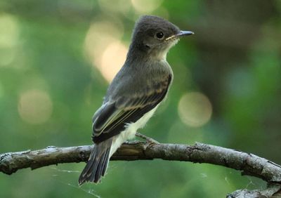 Eastern Phoebe fledgling 