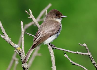 Eastern Phoebe