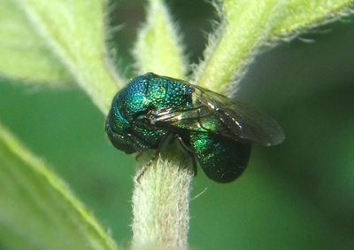 Elampus Cuckoo Wasp species
