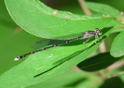 Enallagma signatum; Orange Bluet; female