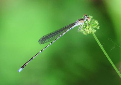 Enallagma vesperum; Vesper Bluet; young male