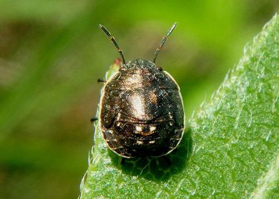 Holcostethus limbolarius; Stink Bug species nymph