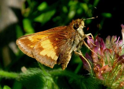 Lon hobomok; Hobomok Skipper