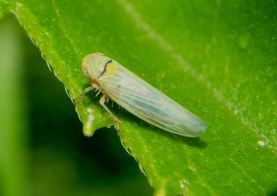 Macrosteles quadrilineatus; Aster Leafhopper 